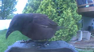 american crow