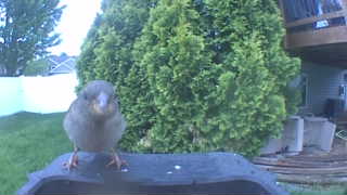 house sparrow