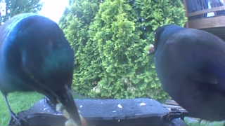 common grackle