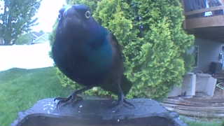 common grackle