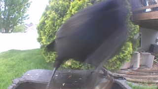 american crow