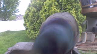 common grackle