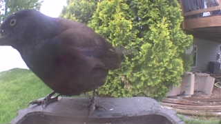 brown-headed cowbird