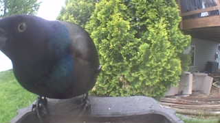 common grackle