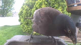 brewer's blackbird