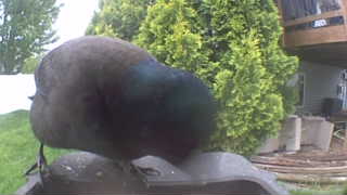 takahe