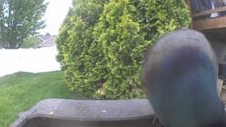 mourning dove
