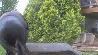 common grackle