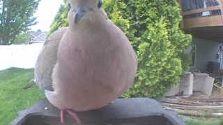 mourning dove