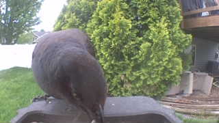 american crow
