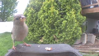 house sparrow