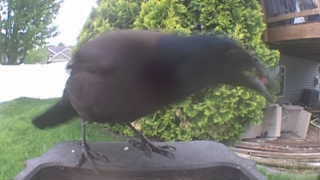 american crow