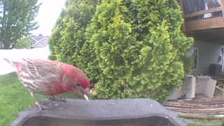 house finch