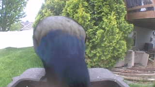 common grackle