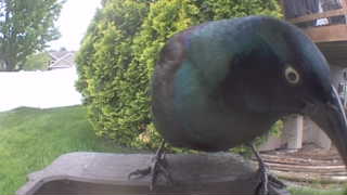 common grackle