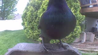european starling