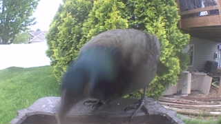 common grackle