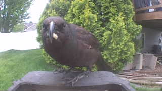 american crow