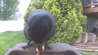 common grackle
