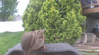 Unidentified clip