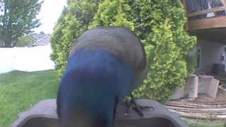 common grackle