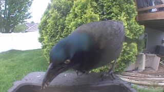 common grackle