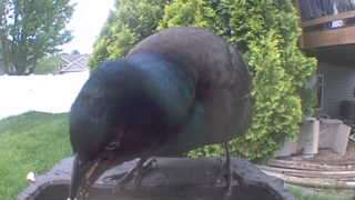 common grackle