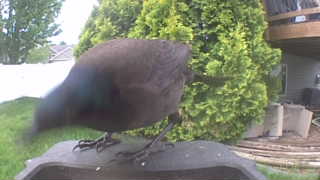 common grackle