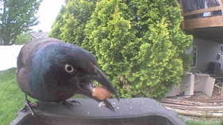 common grackle
