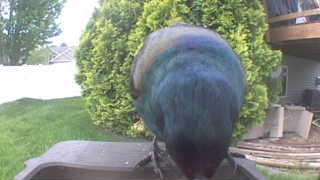 common grackle