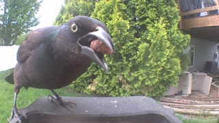 common grackle