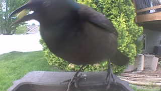 common grackle