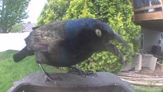 common grackle