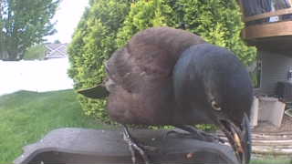 common grackle
