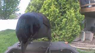 common grackle