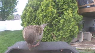 house sparrow