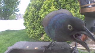 common grackle
