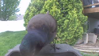 common grackle