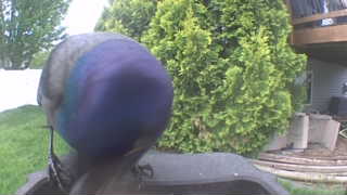 rock pigeon