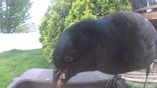 common grackle
