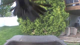 american crow