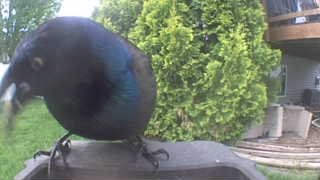 common grackle