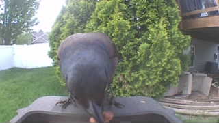 common grackle