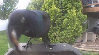 common grackle