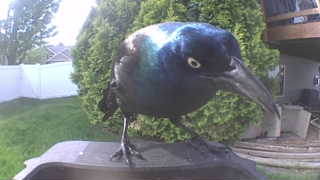 common grackle