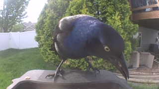 common grackle