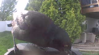 american crow