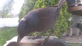 common grackle