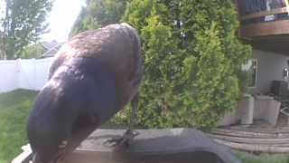 american crow