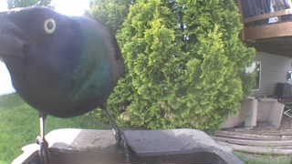 common grackle